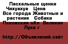 Пасхальные щенки Чихуахуа › Цена ­ 400 - Все города Животные и растения » Собаки   . Псковская обл.,Великие Луки г.